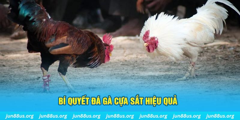 84win đá gà cựa dao