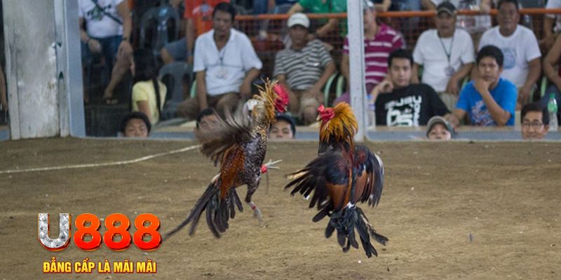 84win đăng nhập mậu binh online