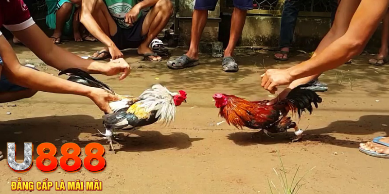 84win đăng nhập mậu binh rút tiền nhanh