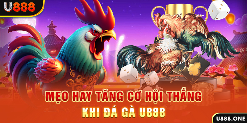 84win trực tiếp gà chọi c1